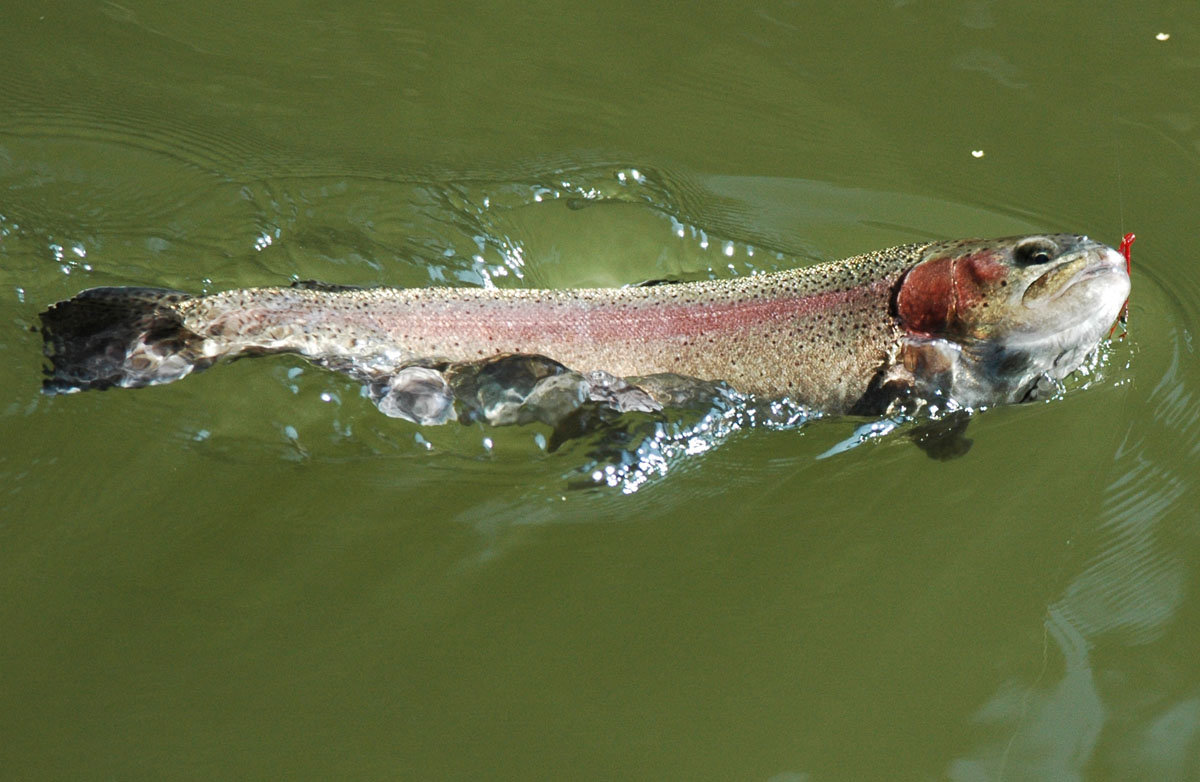  Lake trout fishing in Normandy
